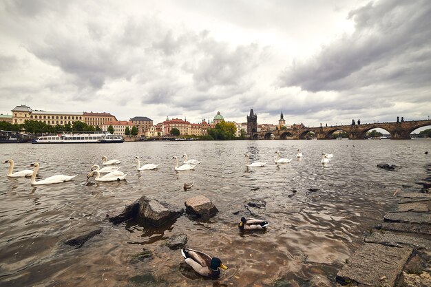 White swans in Prague on the Vltava river next to the Charles Bridge, Czech Republic