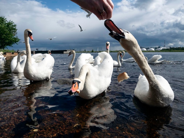 White swans on the river bank in the city