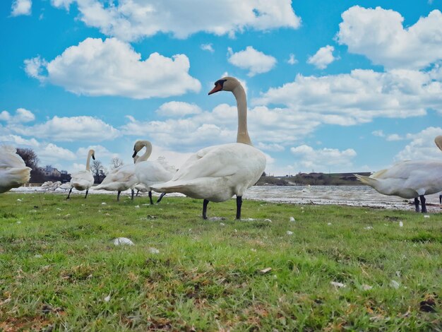 White swans on a small lake on the shore