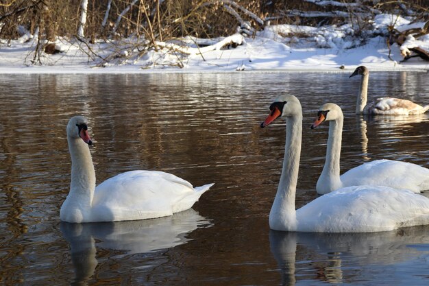 White swans swim beautifully in the water