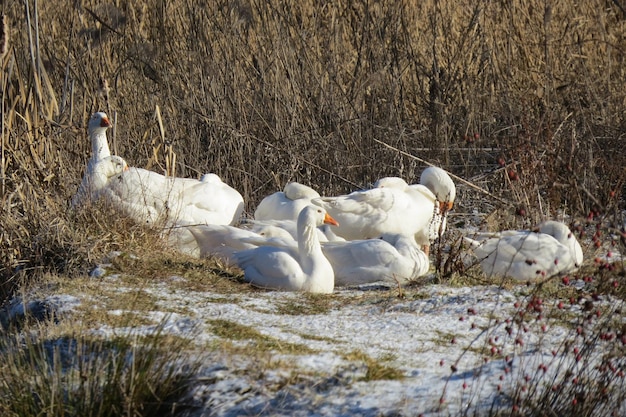Фото Белые лебеди плавают в озере.