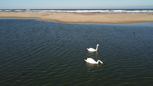 White swans on the water together