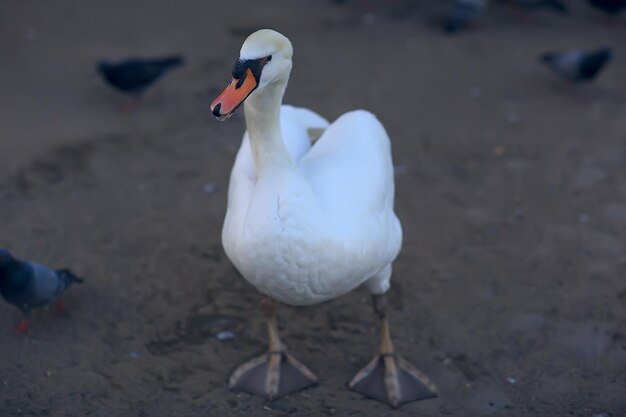 white swans in the water / wild beautiful birds, swans in nature