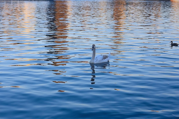 white swans in the water / wild beautiful birds, swans in nature