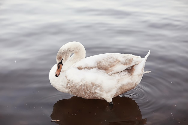 white swans in the water / wild beautiful birds, swans in nature