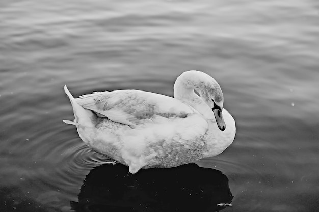 Foto cigni bianchi nell'acqua / bellissimi uccelli selvatici, cigni in natura