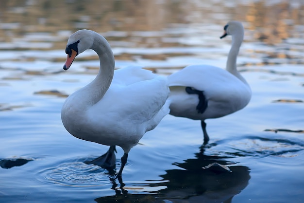 white swans in the water / wild beautiful birds, swans in nature