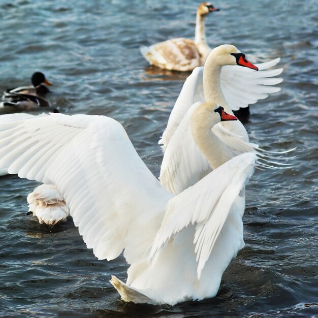 White swans on the water.