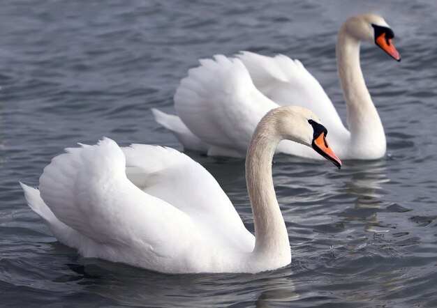 White swans in the water.