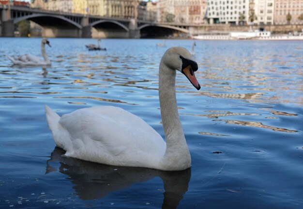 White swans with orange beak and ducks swim in the lake on blue water background magical landscape with wild bird and reflection in water