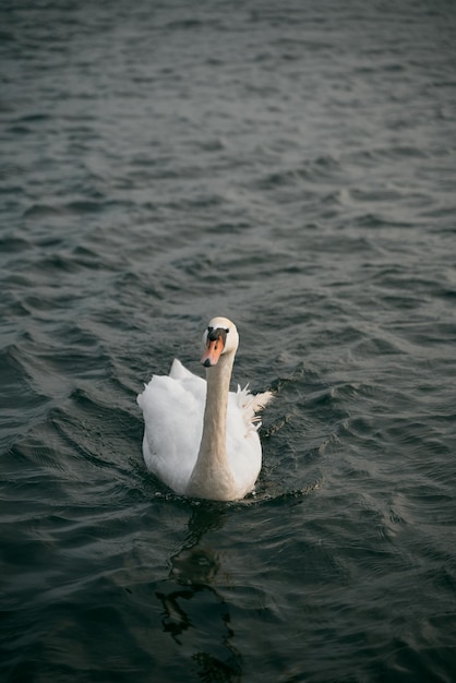 White swimming bird on the calm Baltic Sea Calm and romantic concept of the vacation