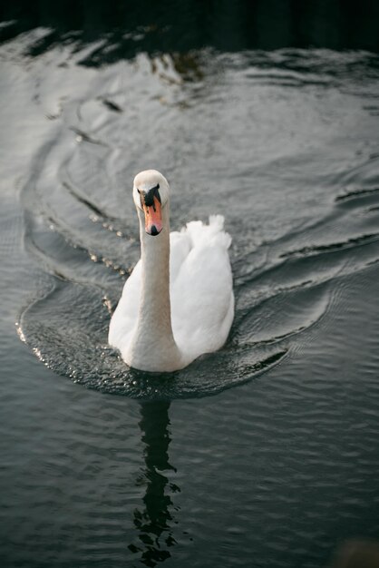 White swimming bird on the calm baltic sea calm and romantic\
concept of the vacation