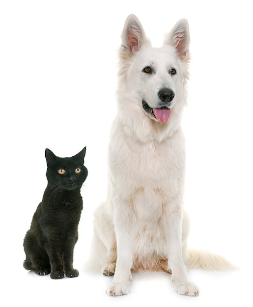 White Swiss Shepherd Dog and black cat