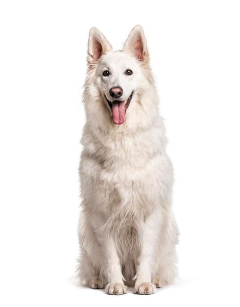 White Swiss Shepherd Dog isolated on white