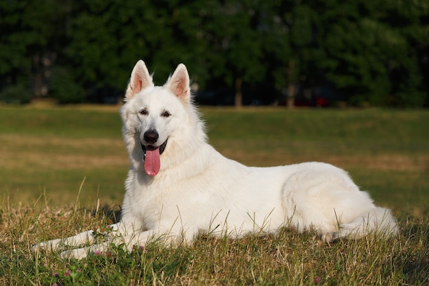 写真 ホワイトスイスシェパード犬が草の前の外観に横たわっています。