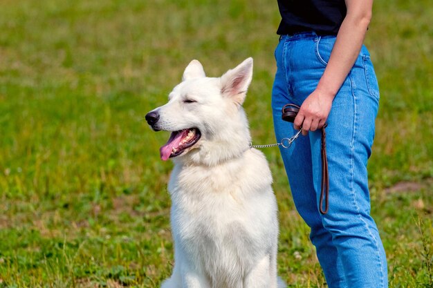 공원에서 산책하는 동안 그의 여주인 근처에 흰색 스위스 셰퍼드 개