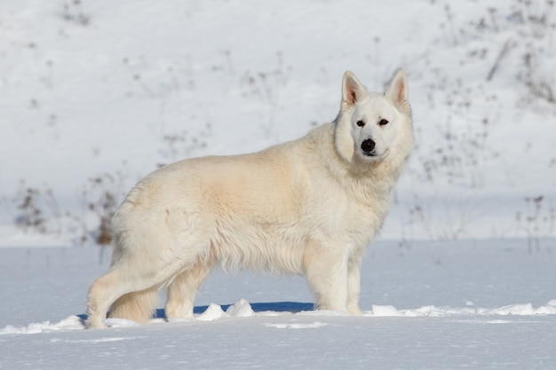 冬の雪の上を走るホワイト スイス シェパード犬