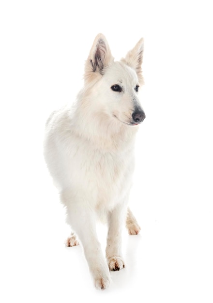 White Swiss Shepherd Dog