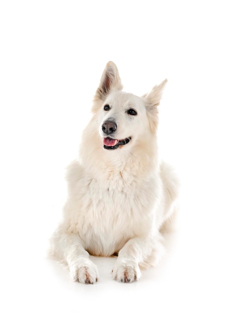 White Swiss Shepherd Dog