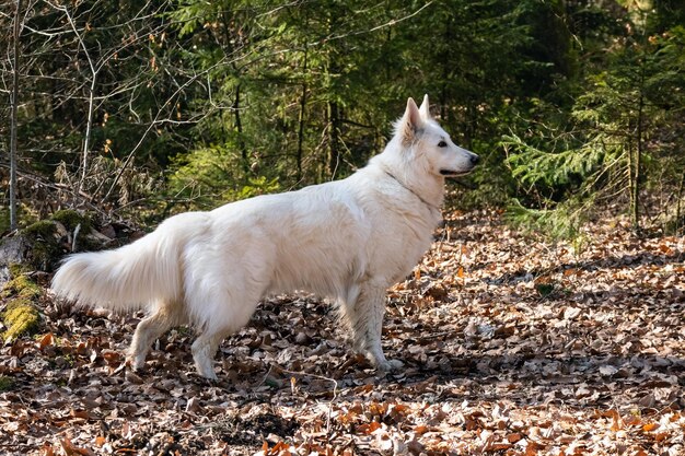 Photo white swiss shepherd dog