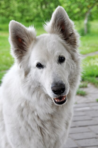 White Swiss Shepherd portrait close up on nature