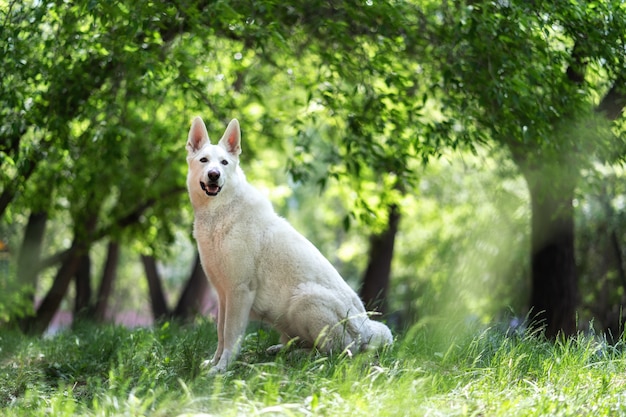 A white swiss shepherd sits on the grass