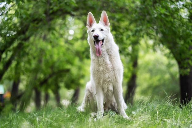 A white swiss shepherd sits on the grass