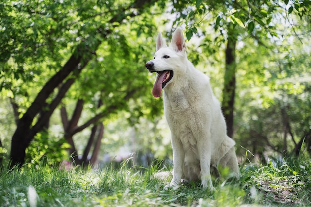 A white swiss shepherd sits on the grass