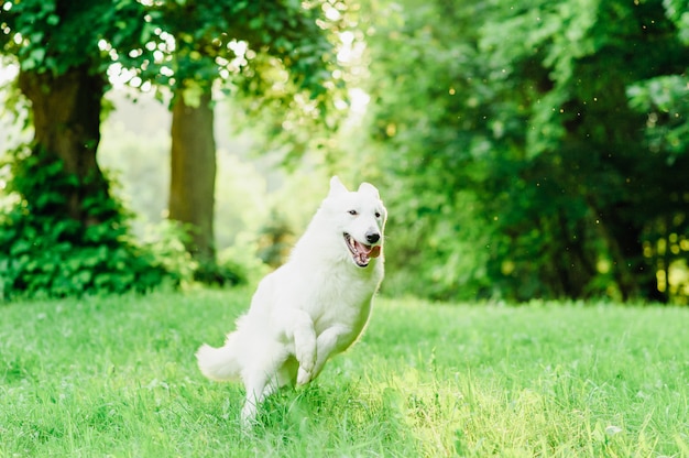 White Swiss shepherd on walk