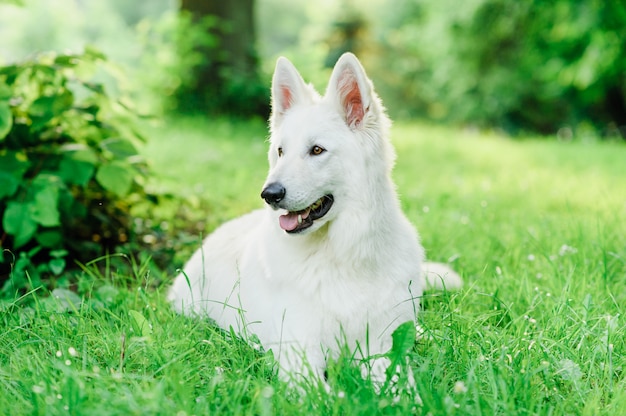 White Swiss shepherd on walk