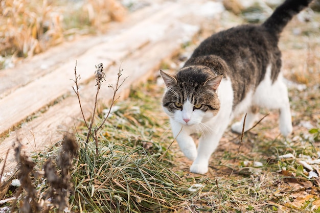 自然の中を歩く白いぶち猫凍った草の上の美しい野生の猫ぶち猫