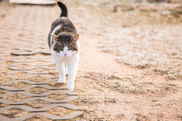 自然の中を歩く白いぶち猫凍った草の上の美しい野生の猫ぶち猫