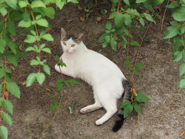 Белый полосатый кот