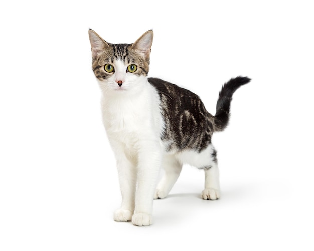 White and Tabby domestic Shorthair Cat