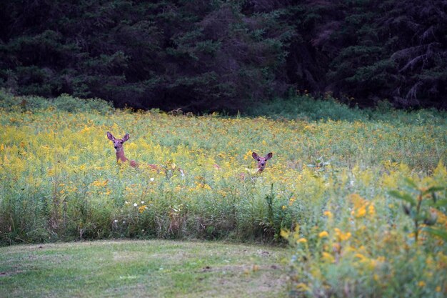ニューヨーク州郡の田園地帯の家の近くの白い尾の鹿