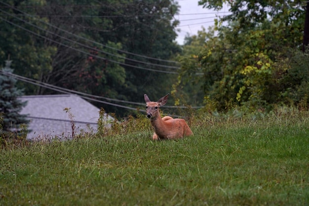 White tail deers near the houses in new york state county countryside