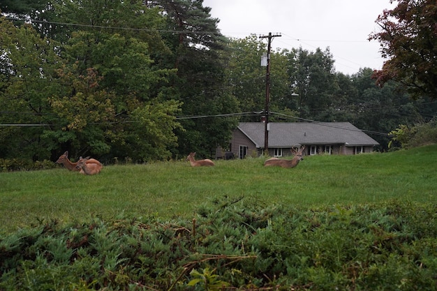 White tail deers near the houses in new york state county countryside