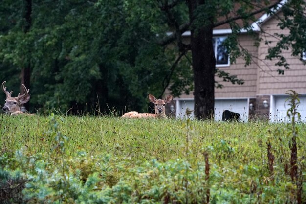 White tail deers near the houses in new york state county countryside