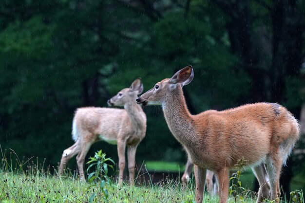 Photo white tail deers under the rain near the houses in new york state county countryside