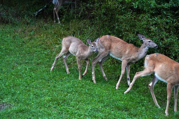 White tail deers under the rain near the houses in new york state county countryside