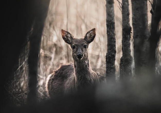 Foto i cervi dalla coda bianca sono in piedi in un campo