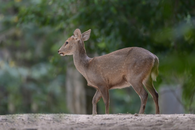 White tailed deer in the forest