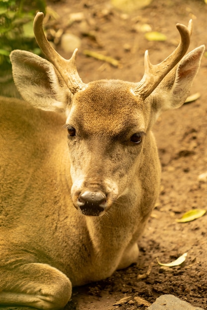 White tailed deer.