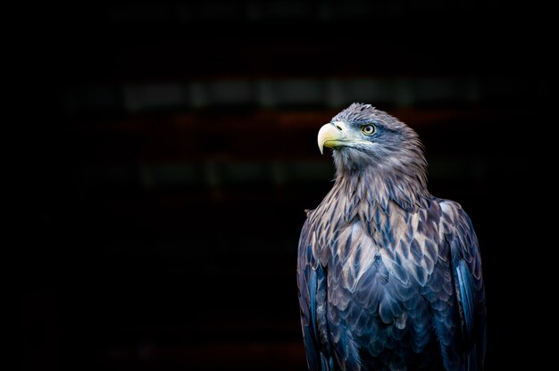 Aquila dalla coda bianca su sfondo nero, russia