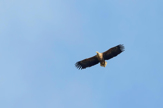 흰꼬리독수리(Haliaeetus albicilla) 비행 중인 독수리