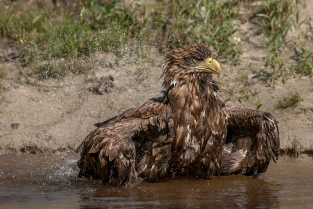 Орлан-белохвост (Haliaeetus albicilla) принимает ванну с брызгами воды и показывает перья