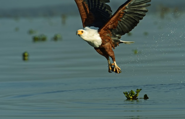 White-tailed eagle on the lake Naivasha