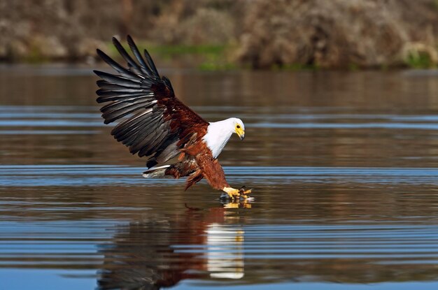 White-tailed eagle on the lake Naivasha