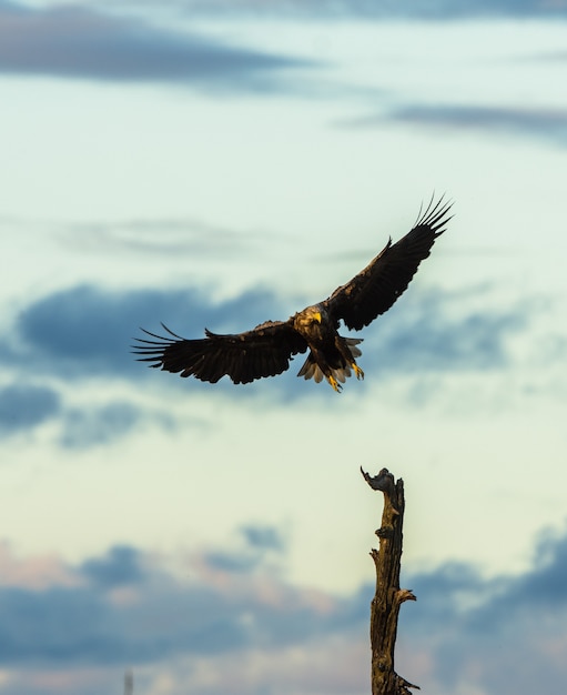 White Tailed Eagle landing in tree, vertical copy space