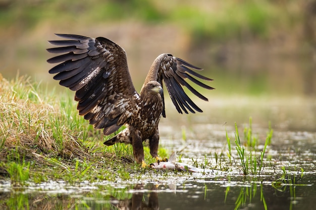 Atterraggio dell'aquila dalla coda bianca con bottino sulla riva.